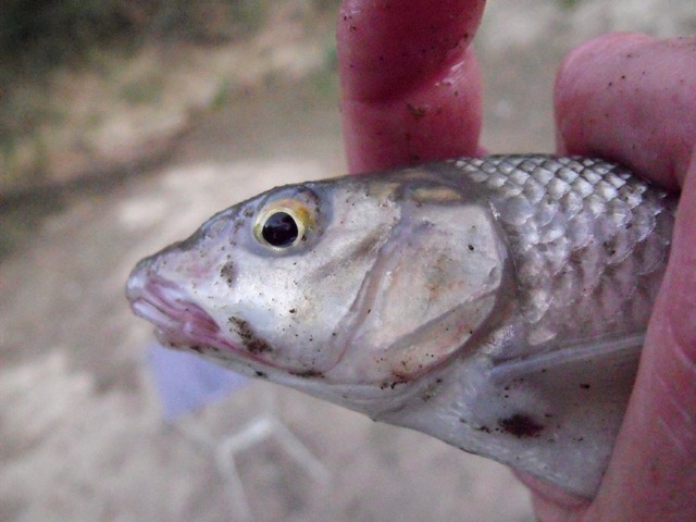 Barbus (Luciobarbus) graellsii